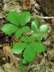 American Ginseng
