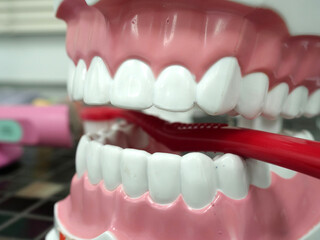 Educational dental model, jaws with white teeth holding tooth brush, angle view