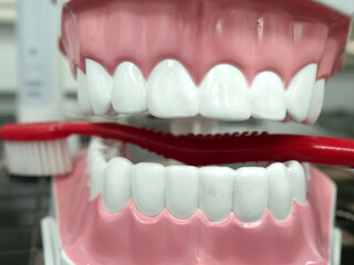 Educational dental model, jaws with white teeth holding tooth brush, front view