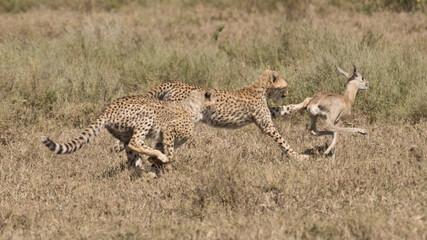 Africa, Tanzania Serengeti National Park Cheetah cubs catching young antelope.