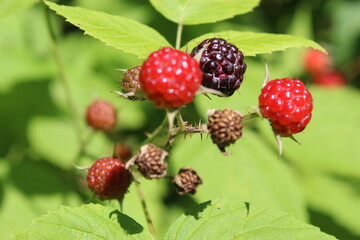 raspberry on a bush