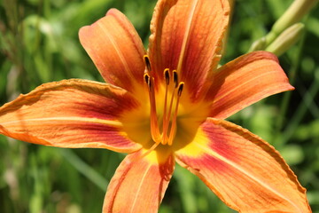 orange tiger lily