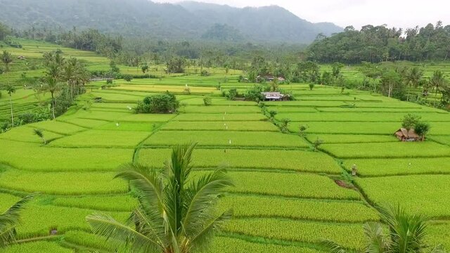 Beautiful aerial view of tropical jungle rice plantations