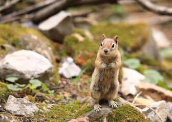 Rocky Mountain Chipmunk