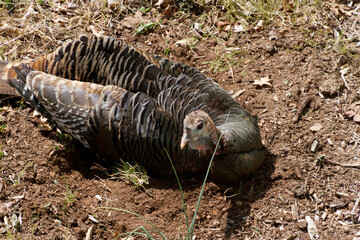 Wild Turkey Dusts Itself in the Dirt