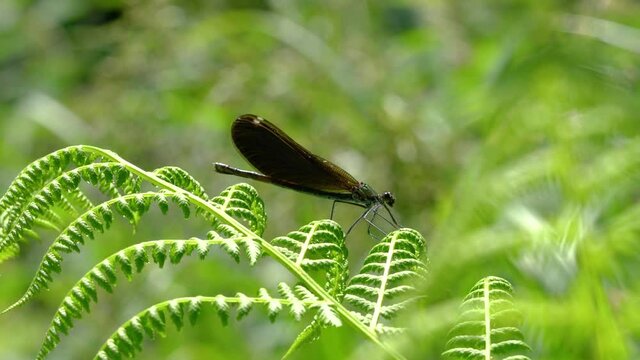 Dragonfly on fern, female, green-brown, Banded Demoiselle (Calopteryx splendens) - (4K)