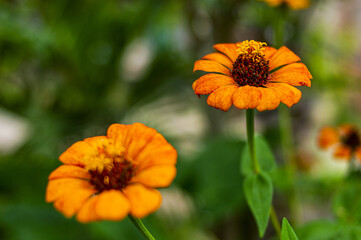 Farm, Beach, Nature, Animals, Flora, Fauna, Street Art, Boats and etc