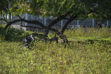 Obraz premium Farm, Beach, Nature, Animals, Flora, Fauna, Street Art, Boats and etc