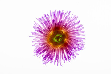 Pink ice plant flower head in full bloom, photographed on a lightbox