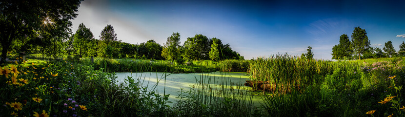 Pond surrounded by flowers and covered by algae in a park during sunset