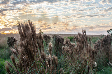 grassland landscape and sky