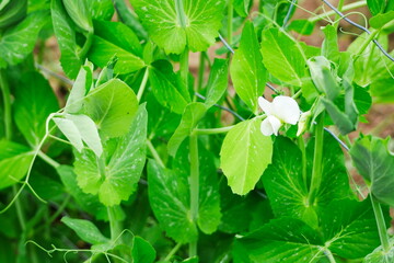 Pea plants growing in a garden with white flowers