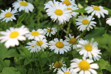 Fototapeta premium white daisies in a field