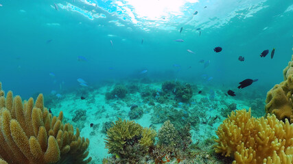 Naklejka na ściany i meble Underwater Scene Coral Reef. Tropical underwater sea fishes. Panglao, Bohol, Philippines.
