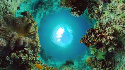Obraz na płótnie Canvas Underwater Scene Coral Reef. Tropical underwater sea fishes. Panglao, Bohol, Philippines.