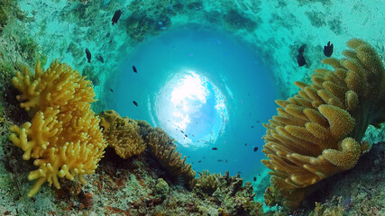 Beautiful underwater world with coral reef and tropical fishes. Panglao, Bohol, Philippines. Travel vacation concept