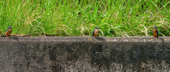 適度な間隔を保って休憩する３羽のカワセミ幼鳥