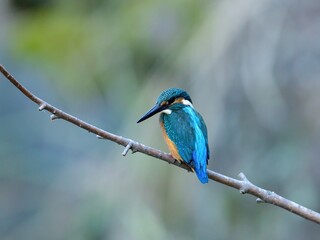 お気に入りの枝に止まって小魚を探すカワセミ幼鳥