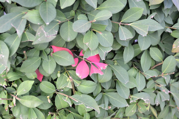 Bundle of Green and Pink Leaves - Bush