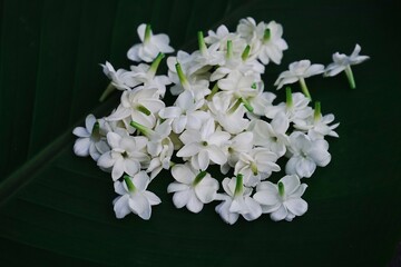 Jasmine flowers with copy space, selective focus