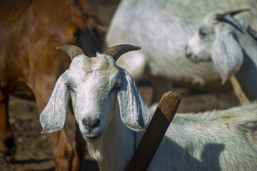 Farm, Beach, Nature, Animals, Flora, Fauna, Street Art, Boats and etc