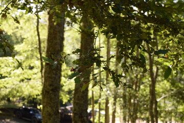 naturaleza 
