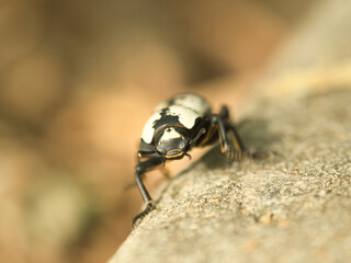 Iron Clad Beetle