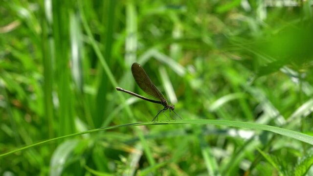Dragonfly on leaf, female, green-brown, Banded Demoiselle (Calopteryx splendens) - (4K)