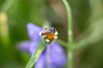 Flying honeybee collecting pollen at purple flower.