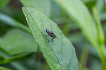 A fly sits on a leaf