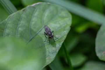 A fly sits on a leaf