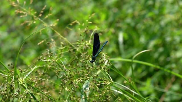 Dragonfly on branch, male, blue, Banded Demoiselle (Calopteryx splendens) - (4K)