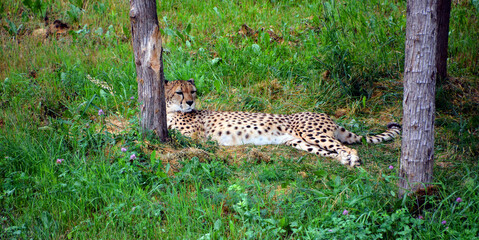 Cheetah is a large-sized feline inhabiting most of Africa and part of the Middle East. © Daniel Meunier