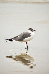 Seagull on the Beach