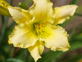 Yellow Flowers