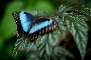 Many sides and beauties of A blue butterfly 
