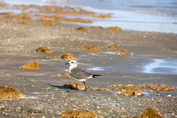 Seagull on the Beach