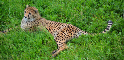 Cheetah is a large-sized feline inhabiting most of Africa and part of the Middle East. © Daniel Meunier