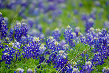 Texas Bluebonnets
