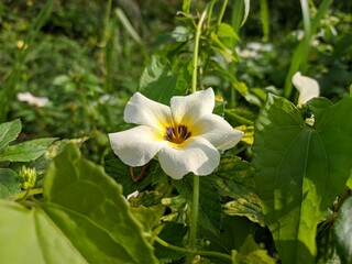 Turnera Subulata Flowers Planted Around Palm Tree Plants In Kalimantan Plantation