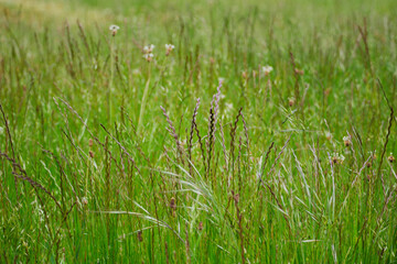 Grass in a wildflower meadow
