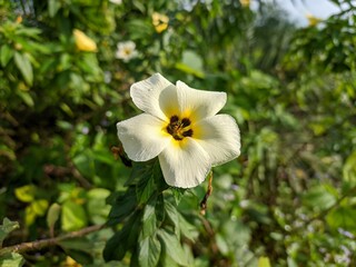 Fototapeta premium Turnera Subulata Flowers Planted Around Palm Tree Plants In Kalimantan Plantation