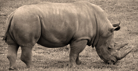 The white rhinoceros or square-lipped rhinoceros is the largest extant species of rhinoceros.  It has a wide mouth used for grazing and is the most social of all rhino species © Daniel Meunier