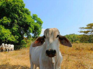 A white cow in her corral
