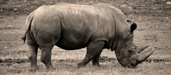 The white rhinoceros or square-lipped rhinoceros is the largest extant species of rhinoceros.  It has a wide mouth used for grazing and is the most social of all rhino species © Daniel Meunier