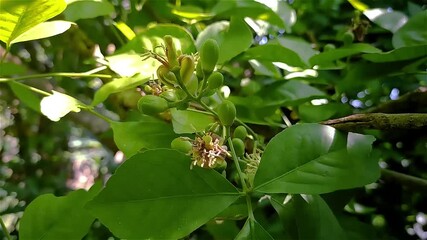 This is the Aegle marmelos flower footage in the morning. Aegle marmelos L., commonly known as bael is a species of tree native to the Indian subcontinent and Southeast Asia.