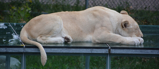 White lion is a rare color mutation of the lion. When the first pride of white lions was...