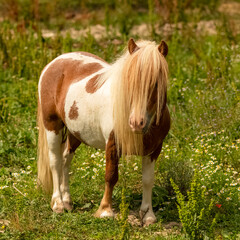 Naklejka na ściany i meble A cute white and brown pony, with long mane 
