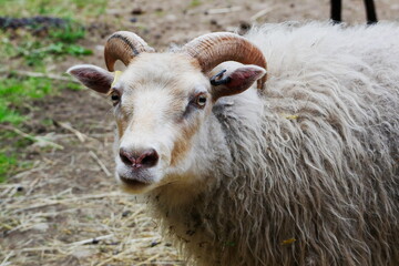 Close-up of white icelandic sheep with ear tags