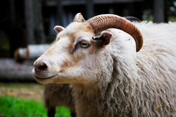 Close-up of a white icelandic sheep, showing its face side on